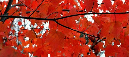 Fall leaves in Charlotte, NC
