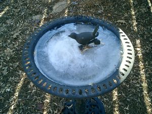 Frozen Bird Bath