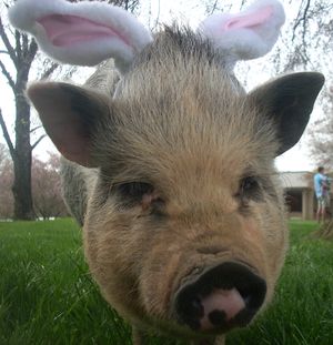 Easter Pig