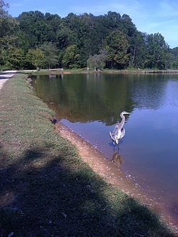 Blue Heron by McAlpine Pond