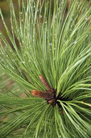 Pine Needles