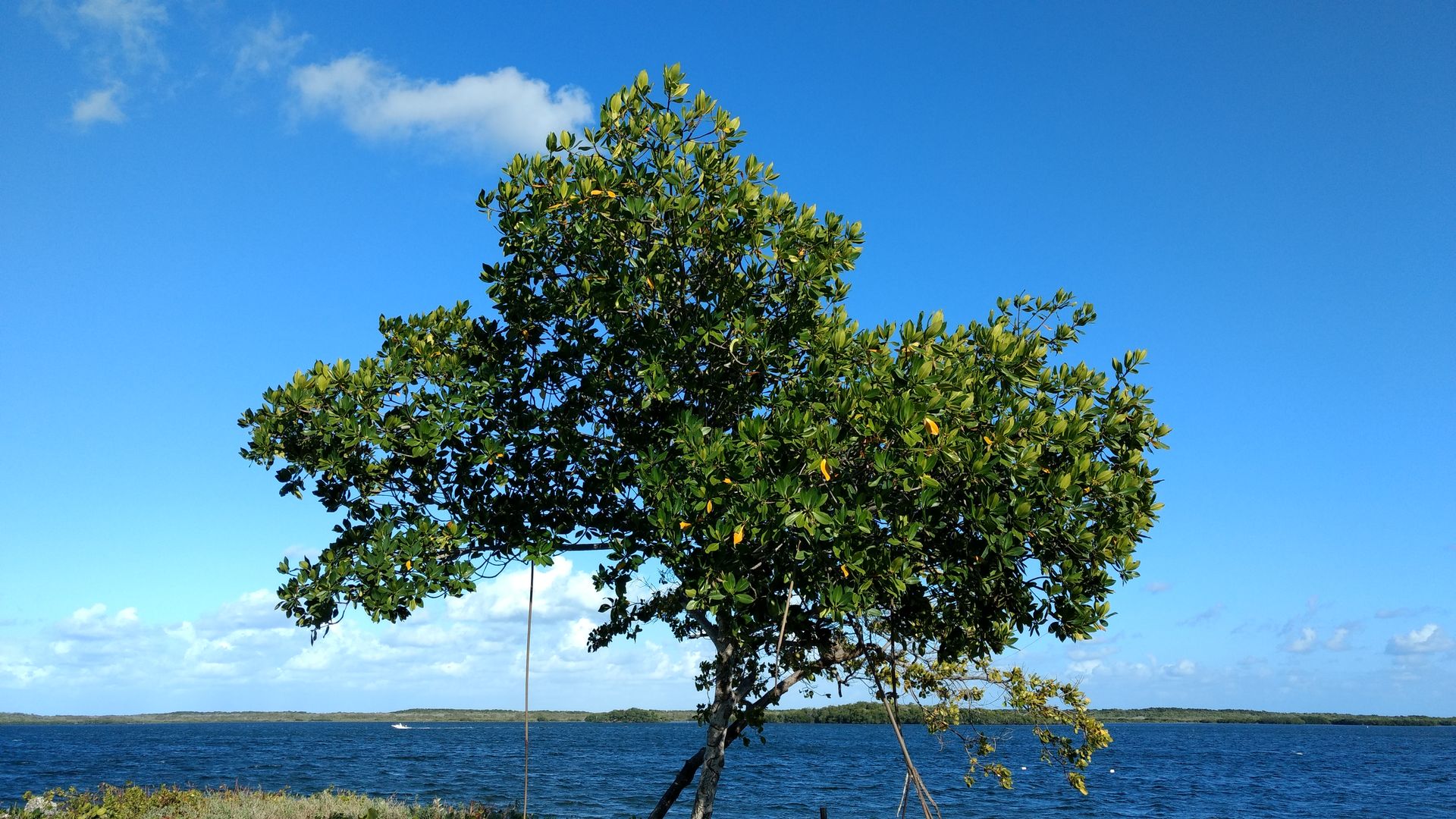 Maggie Cove Tree