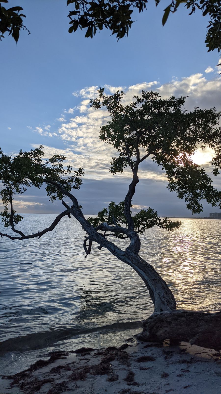 Felipe's Tree in Key Biscayne