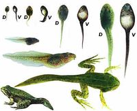 Tadpole Stages